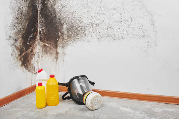 Best Professional Mold Removal  in Maynardville, TN