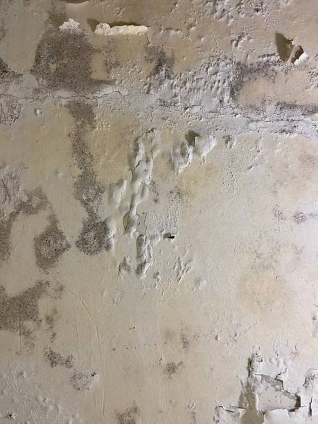Best Office Mold Removal Services  in Maynardville, TN