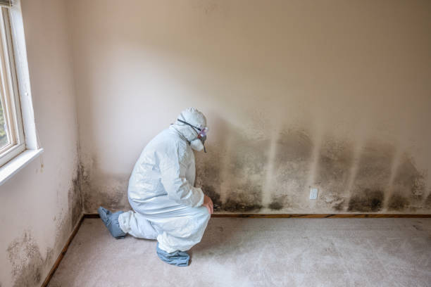 Best Attic Mold Removal  in Maynardville, TN